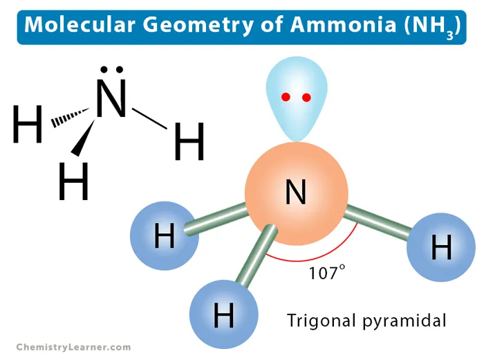 Trigonal pyramidal geometry of NH₃